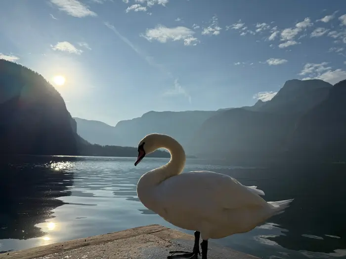 A swan on Lake Hallstatt in front of misty mountains at sunrise